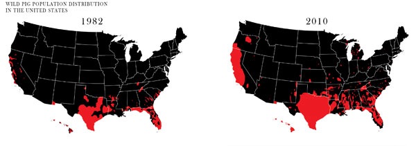 What do feral pig maps say about the feral pig population in the USA?
